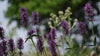 Betonica officinalis purple flowers in the garden at The Old Dairy Nursery