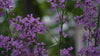 Hesperis matronalis purple spring blooms at The Old Dairy Nursery