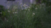 Luzula nivea (snowy wood rush)