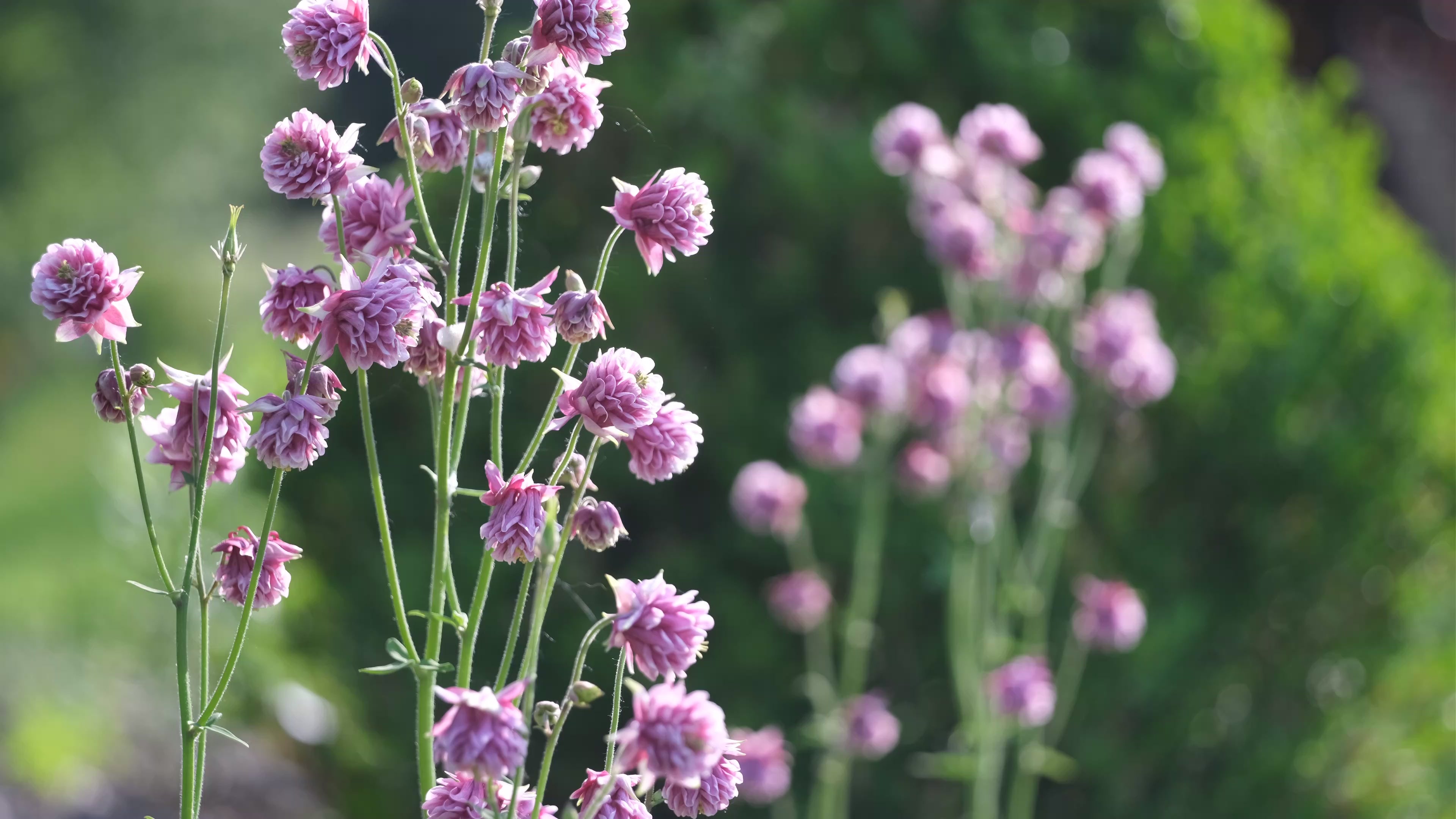Aquilegia vulgaris var. stellata plena &
