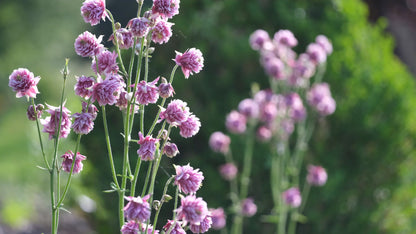 Aquilegia vulgaris var. stellata plena &