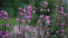 Silene yunnanensis pink May flowers at The Old Dairy Nursery