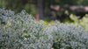 Crambe maritima white spring flowers at The Old Dairy Nursery