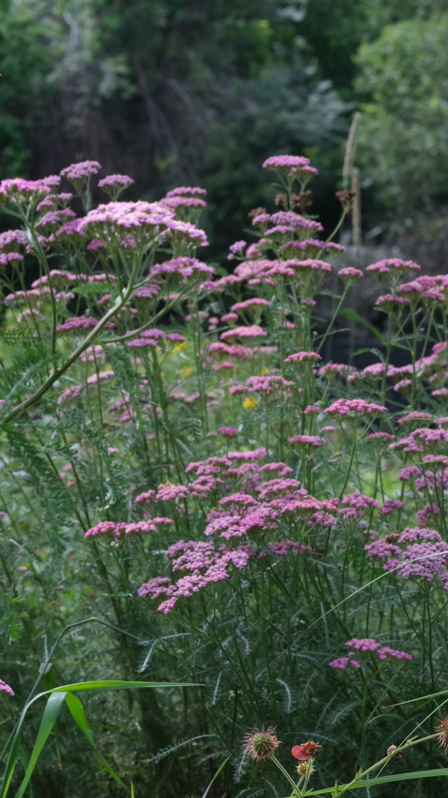 Video of Achillea millefolium &