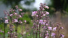 Penstemon digitalis 'Husker's Red Superior Strain' | foxglove beardtongue