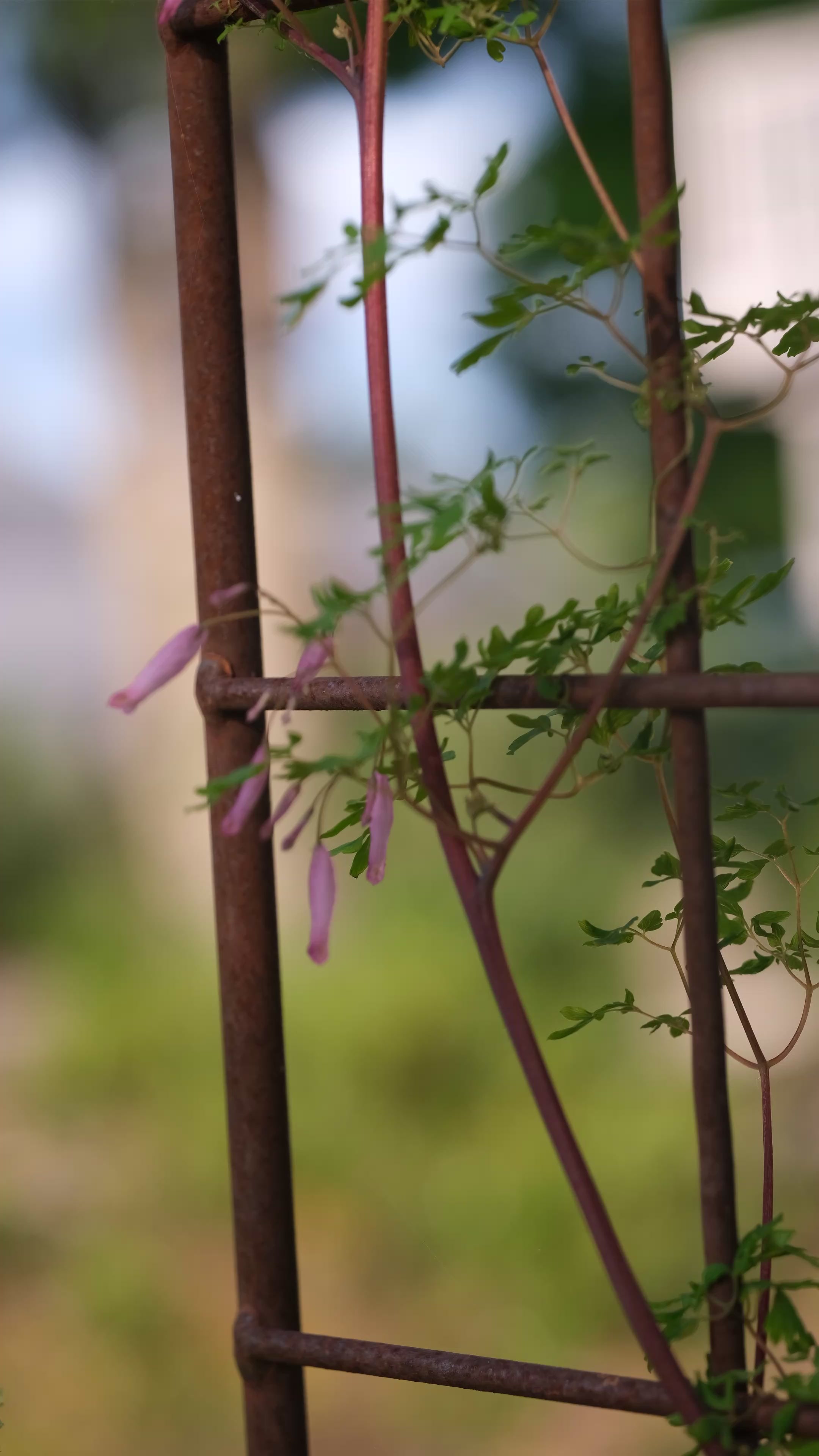 Video showing delicate pink blooms and green foliage of Adlumia fungosa climbing a metal trellis against a blurred green background.