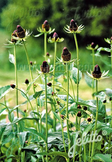 Rudbeckia occidentalis &