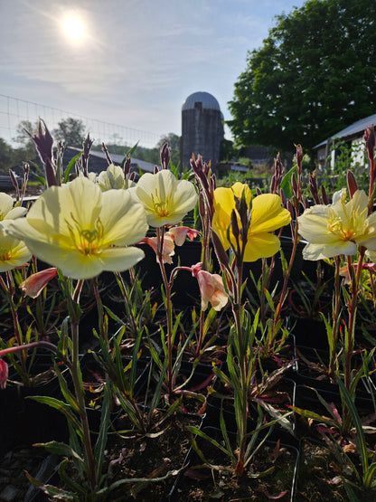 Oenothera odorata &