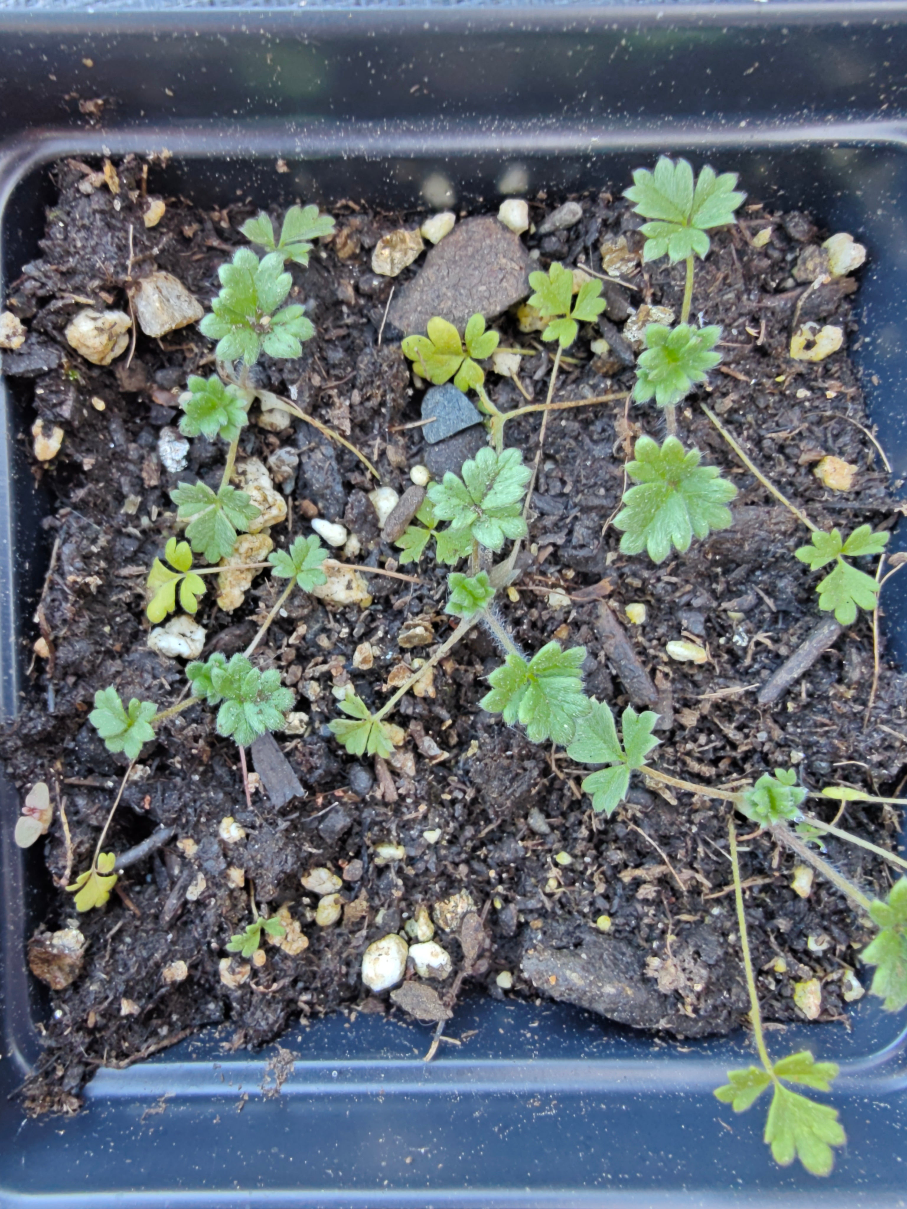 Potentilla porphyrantha, commonly known as pink cinquefoil, in four-inch black pots