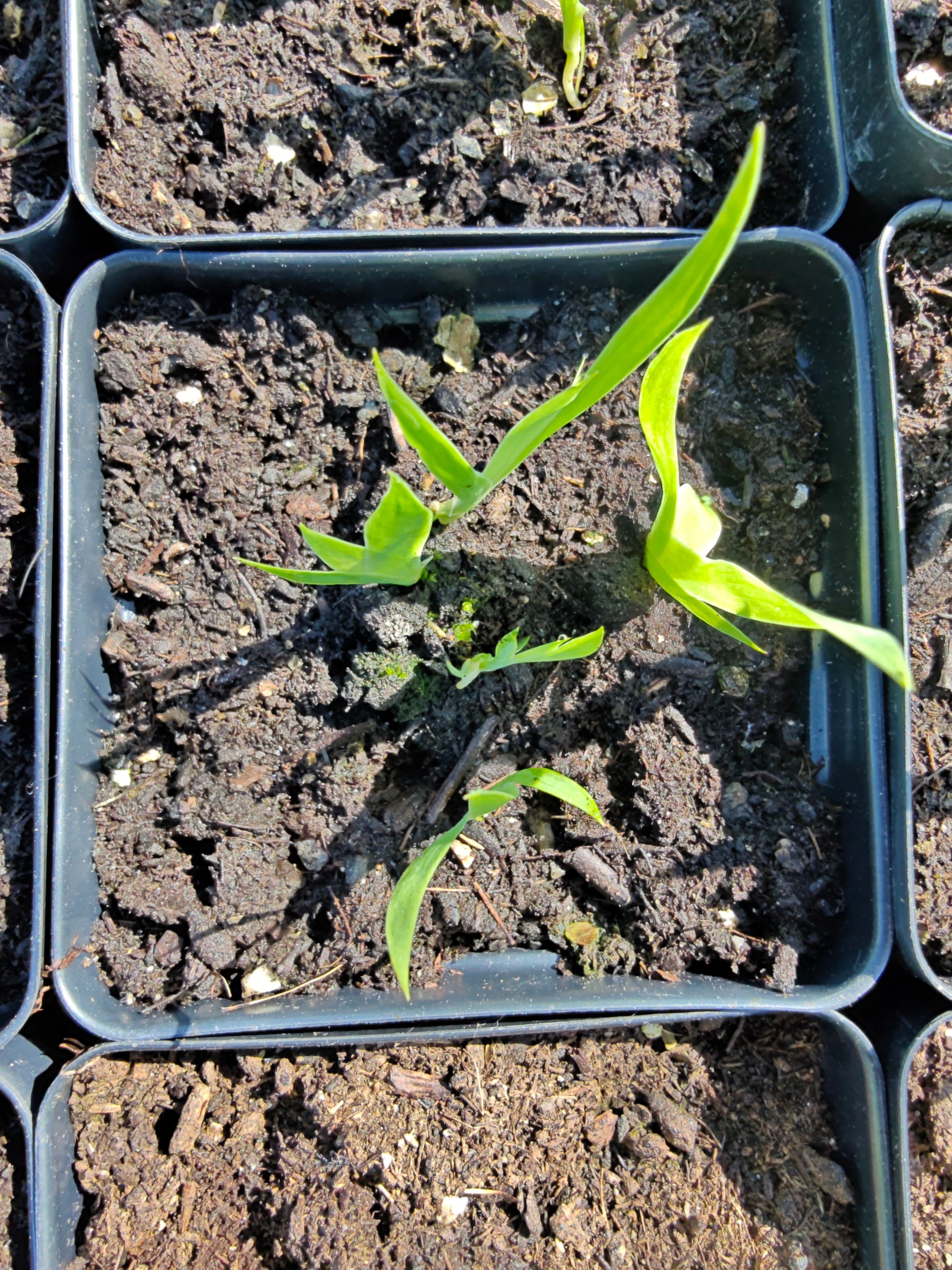 Iris tectorum seedlings in four-inch black pots