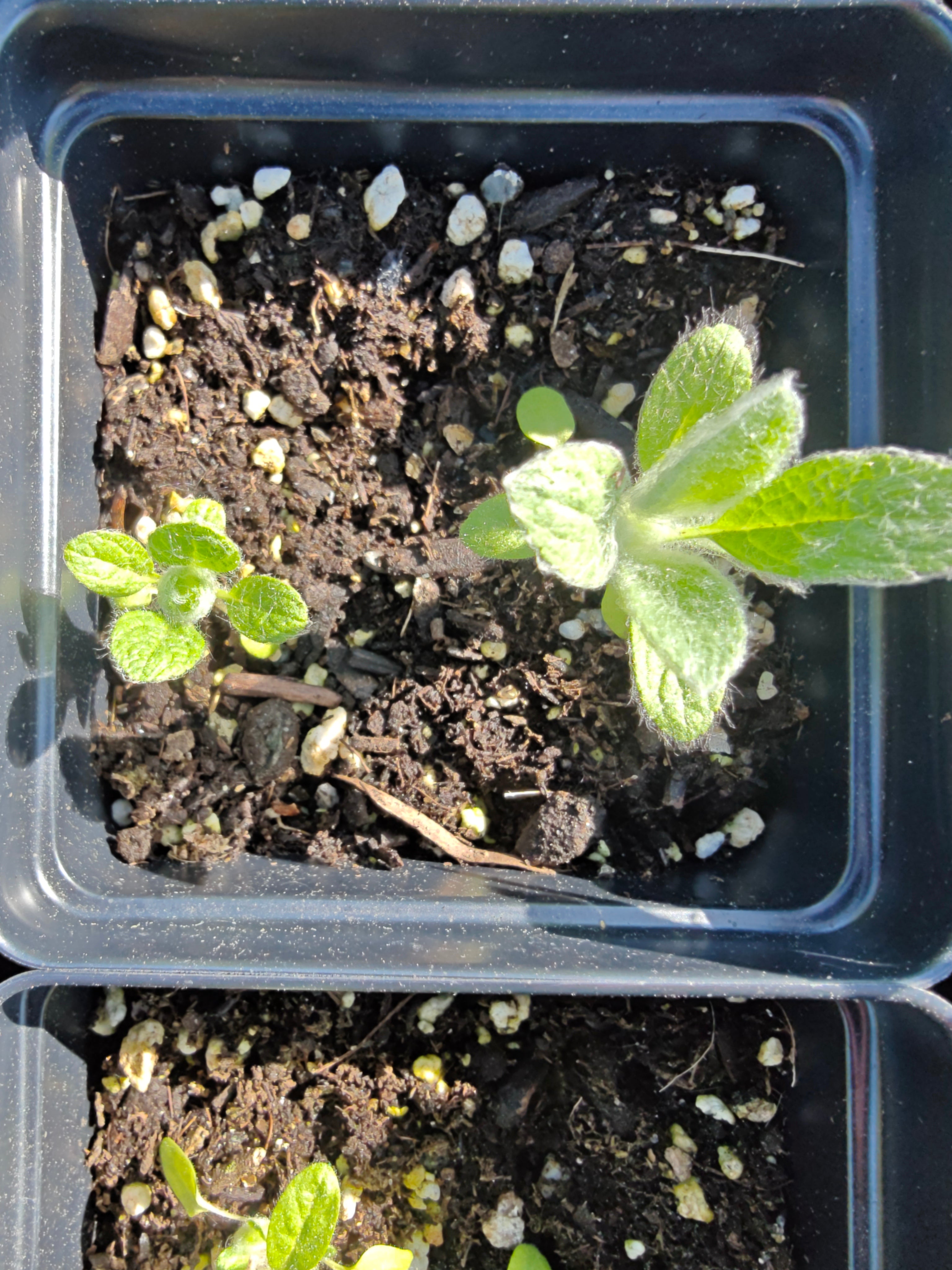 Sideritis scardica seedlings in a four-inch pot