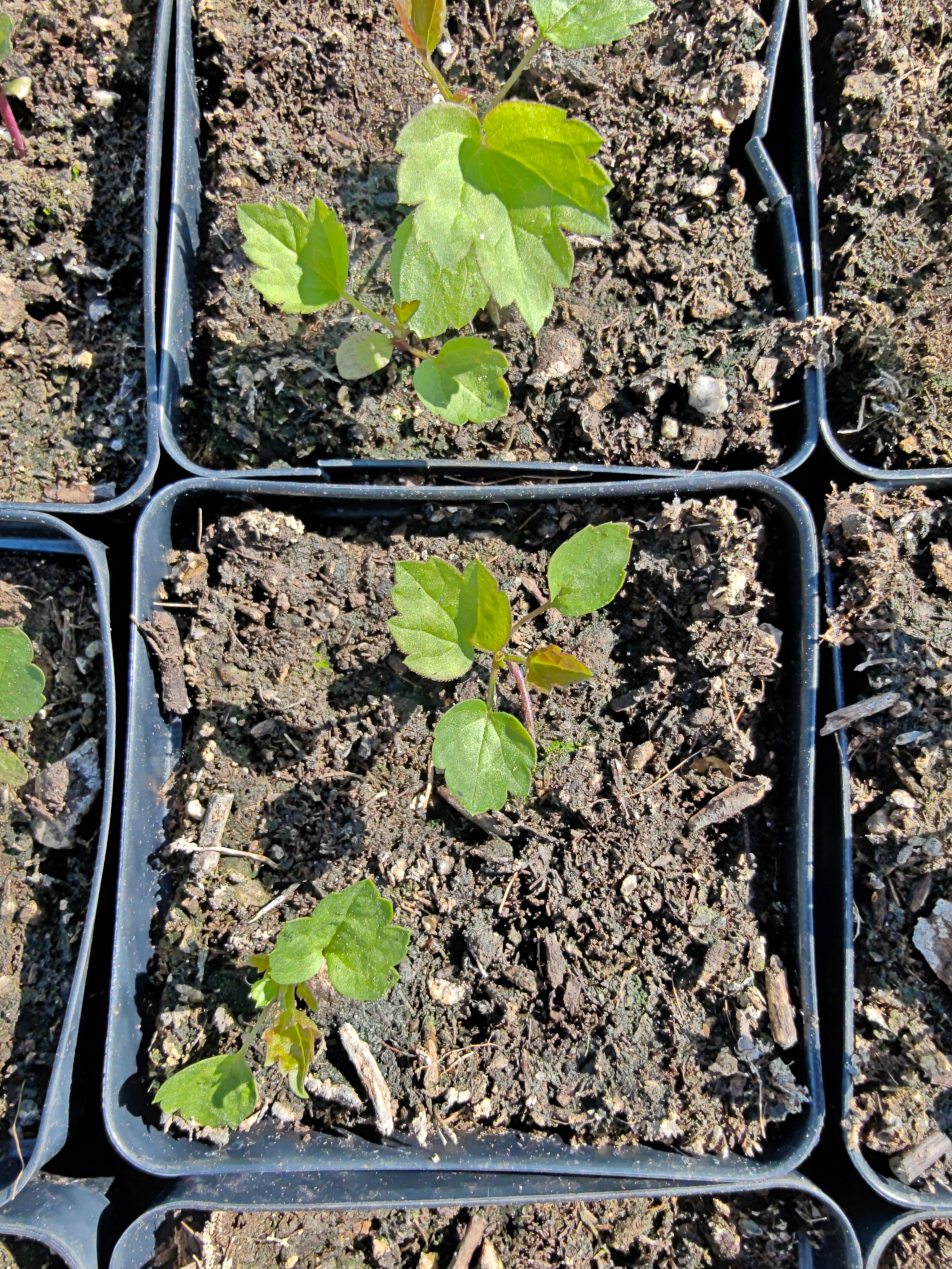 Clematis virginiana seedlings in 4 inch black pots