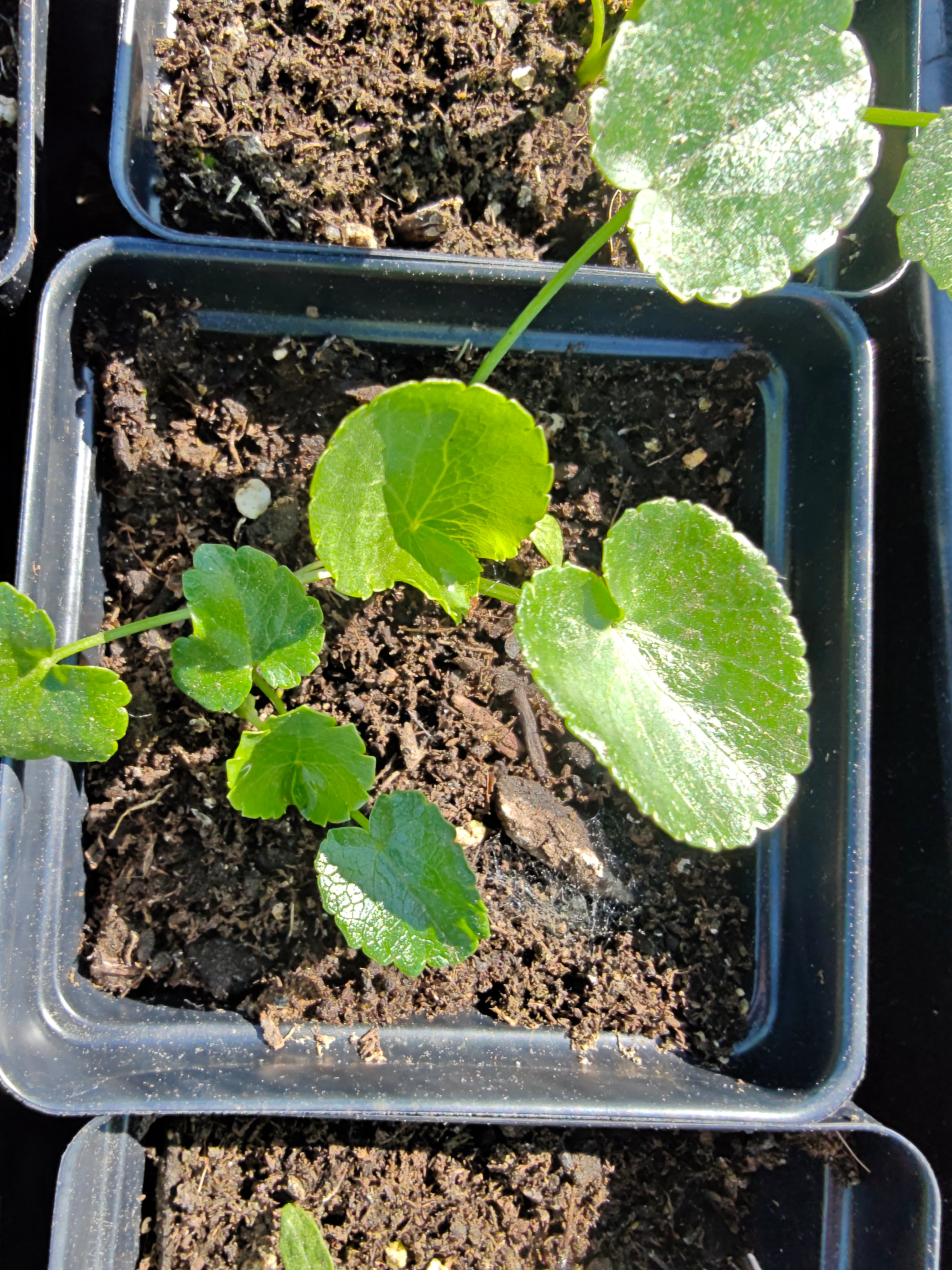 Eryngium giganteum, commonly known as Miss Wilmotts Ghost, seedlings in four-inch black pots