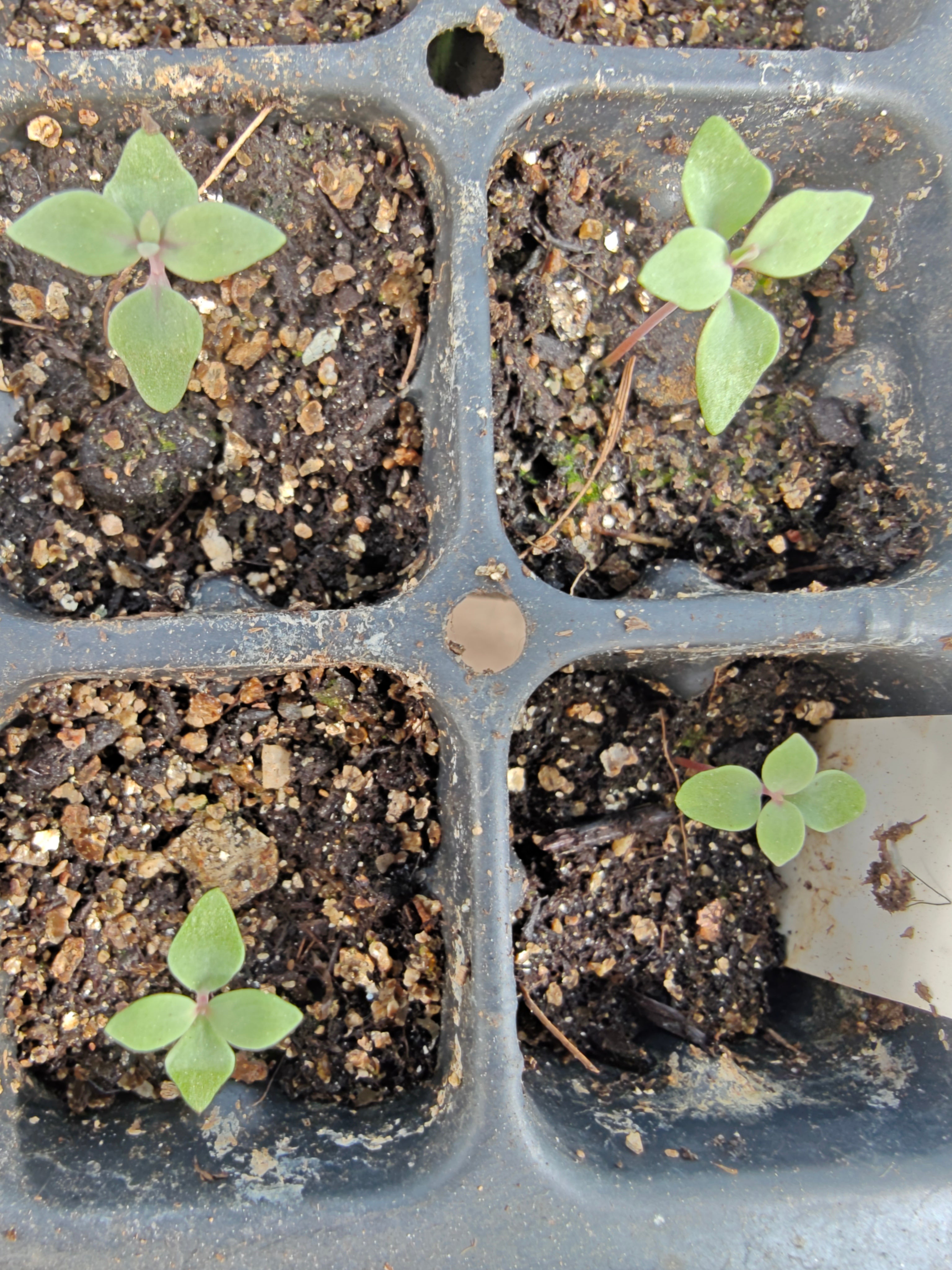 Linaria purpurea 'Canon Went', commonly known as pink toadflax, seedlings in 128 tray