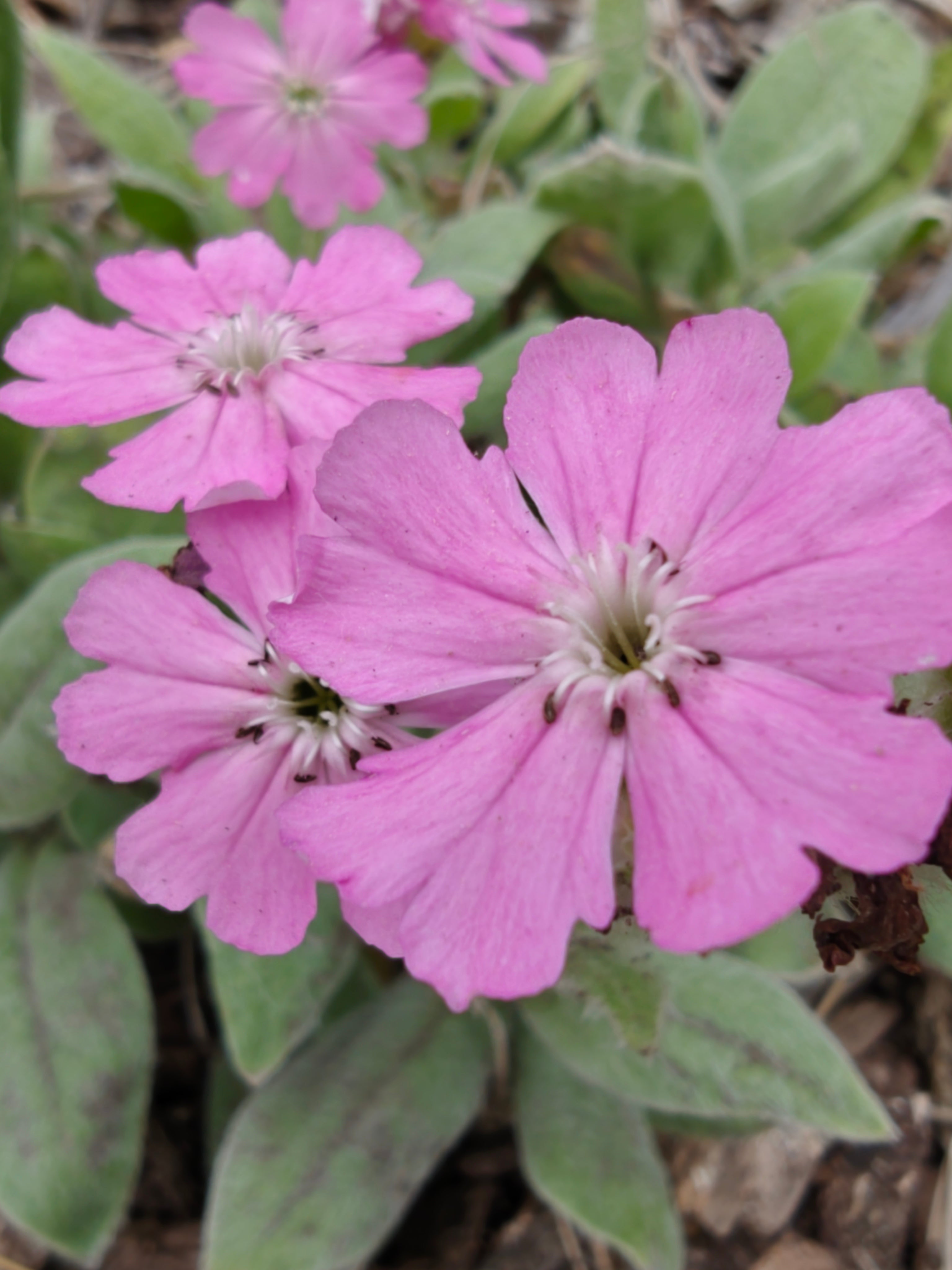 Lychnis flos-jovis nana 'Peggy' | Jupiter's flower – The Old Dairy