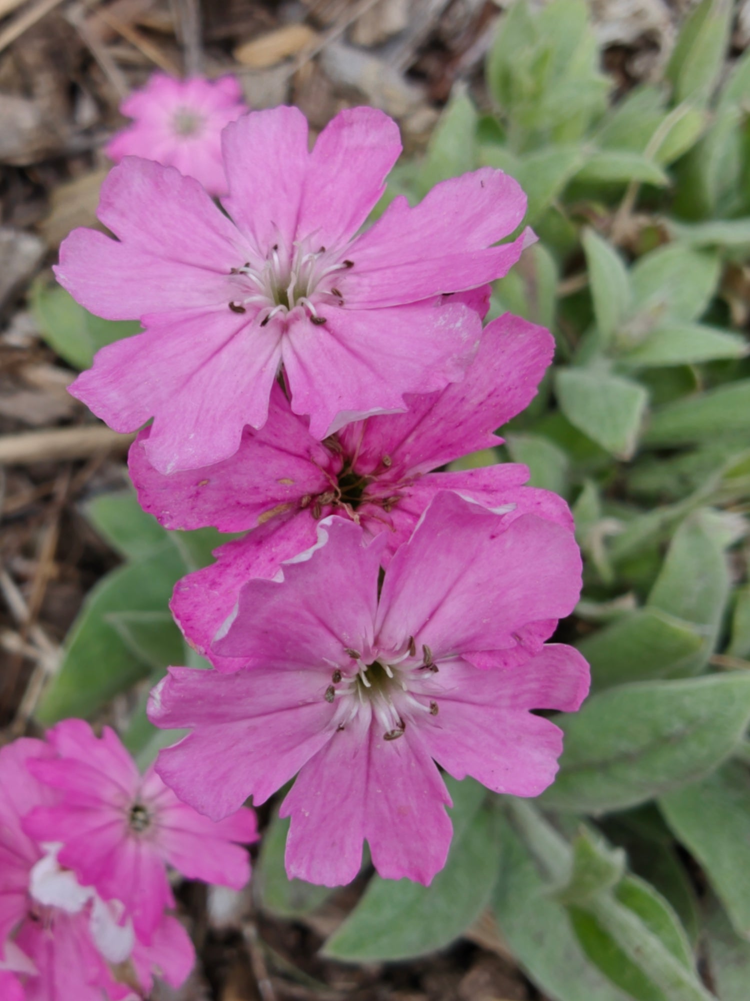 Lychnis flos-jovis nana &