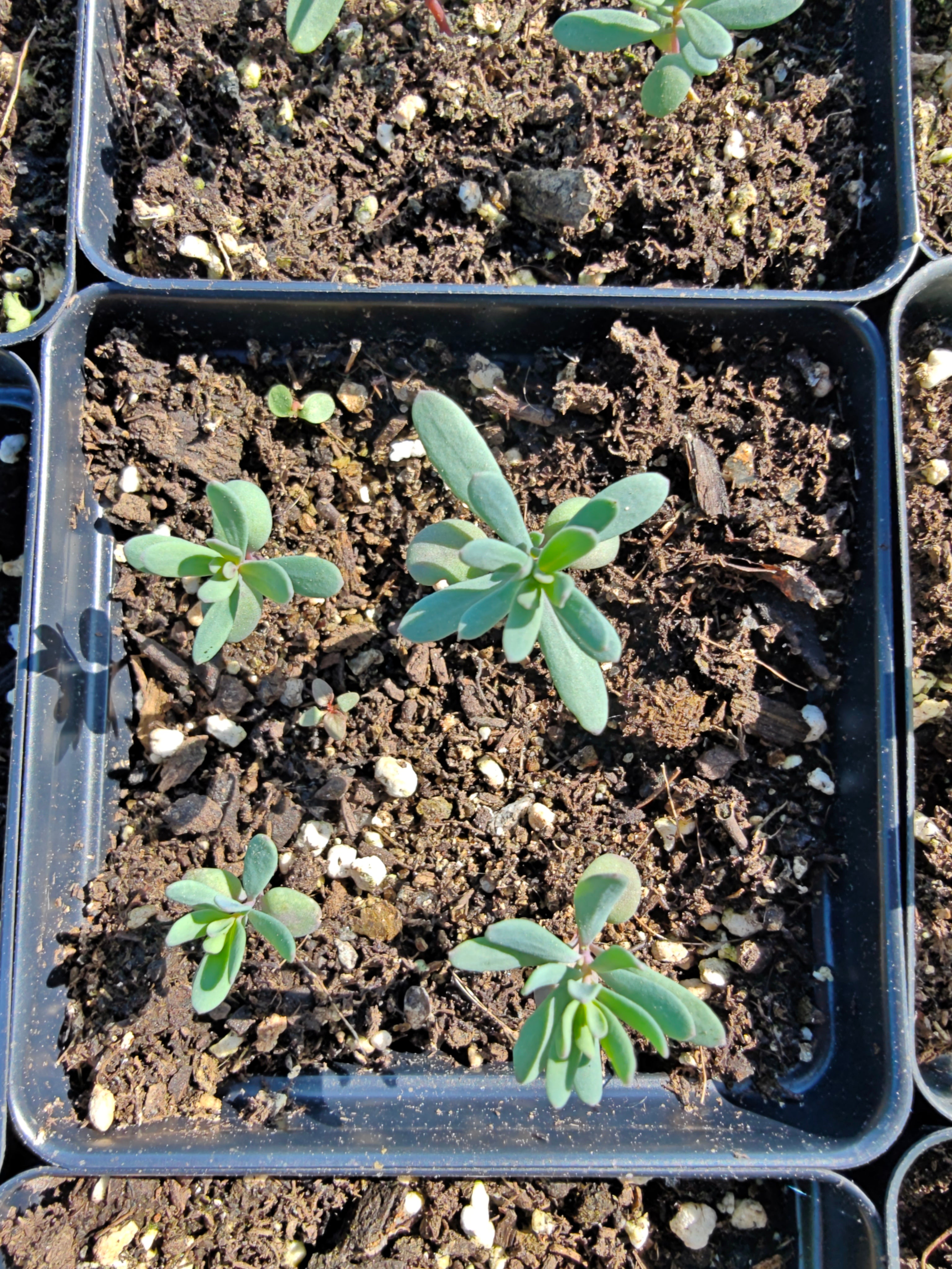 Aethionema grandiflorum, comonly known as Persian stonecress, seedlings in four-inch black pots
