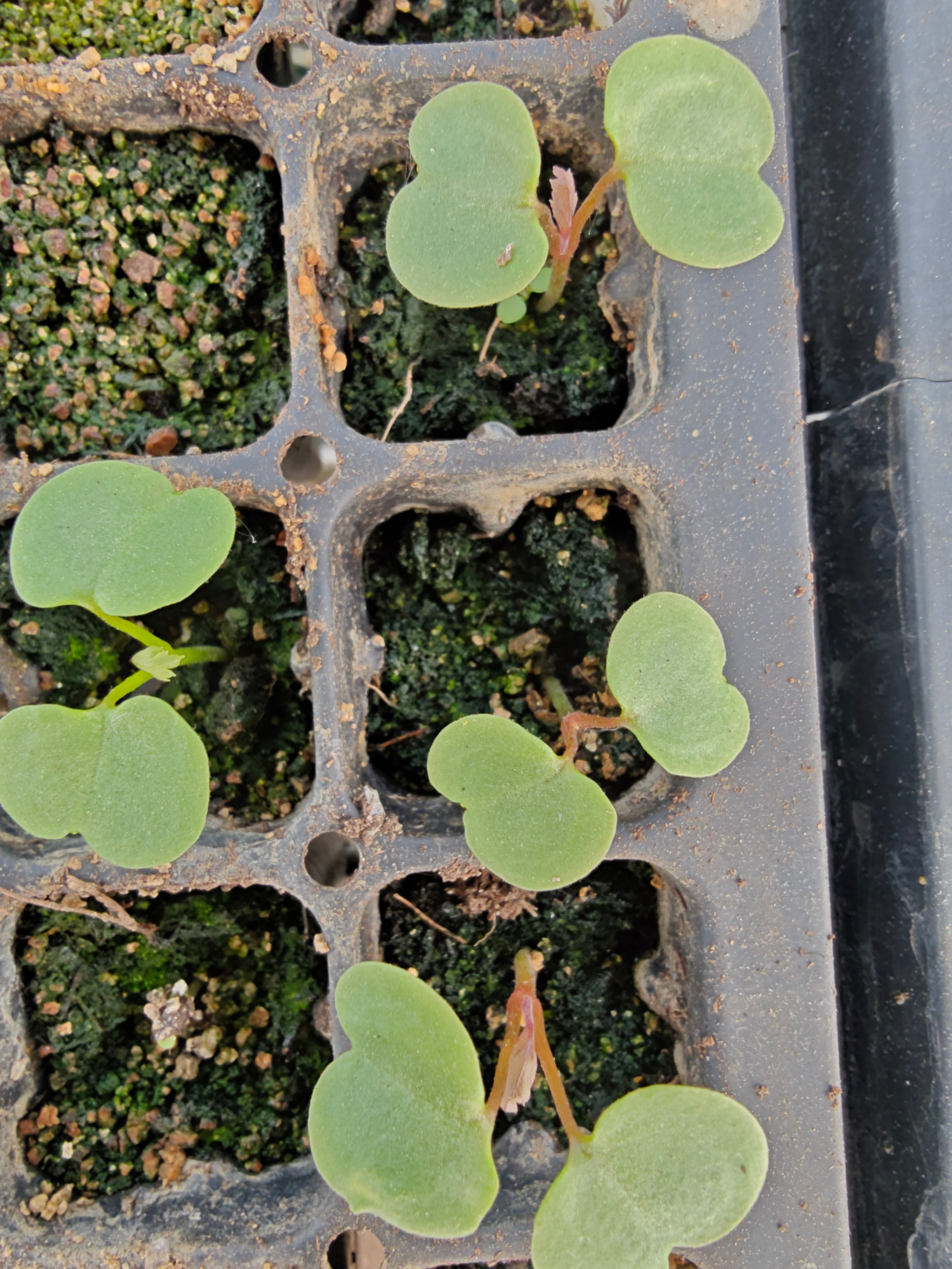 Geranium maderense, commonly known as giant herb-robert, seedlings in 128-cell tray