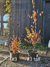 Cornus mas sale size comparison at The Old Dairy Nursery