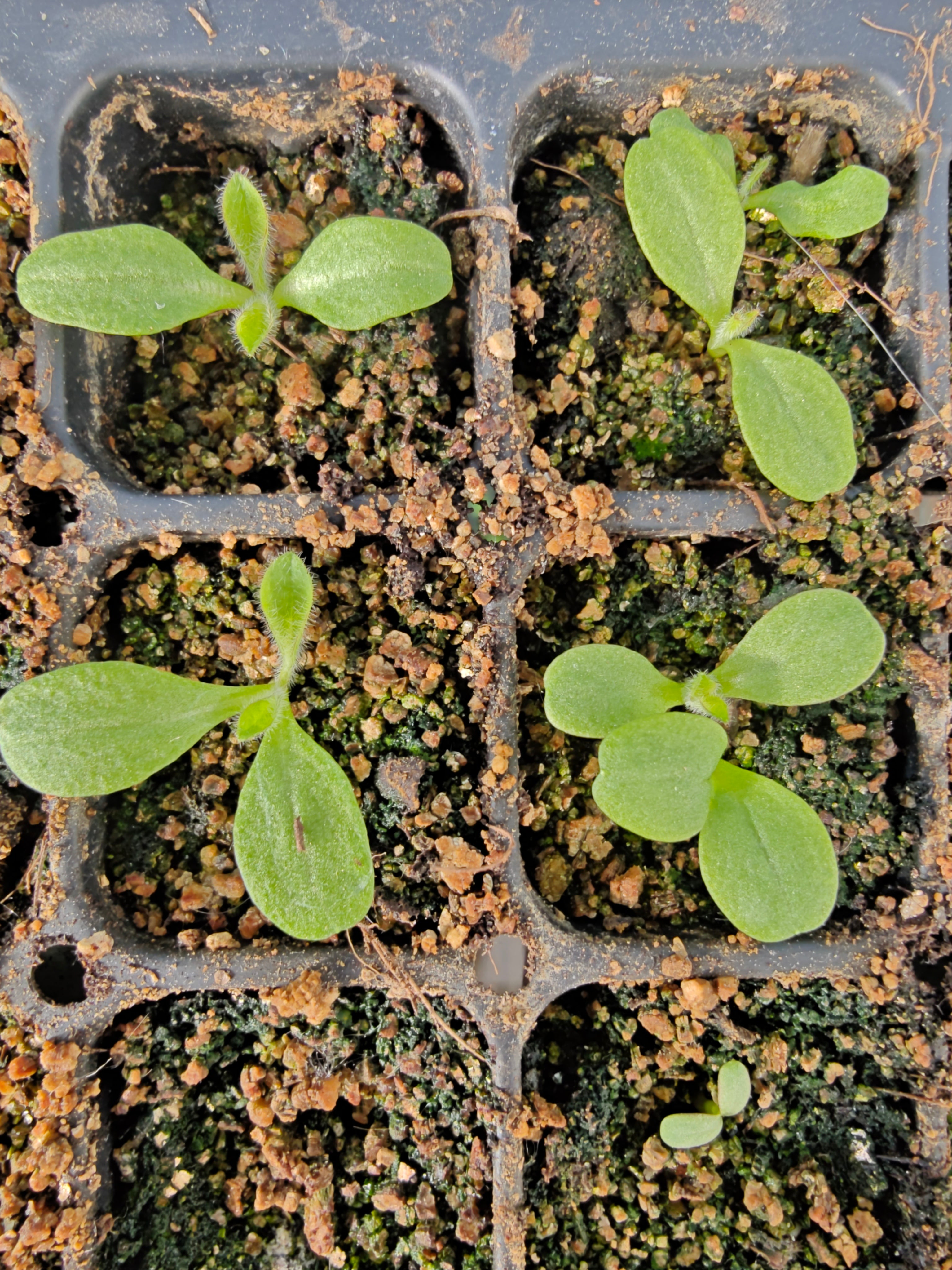 Knautia macedonica, commonly known as Macedonian scabious, seedlings in a 128-cell tray