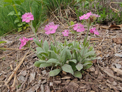 Lychnis flos-jovis nana &