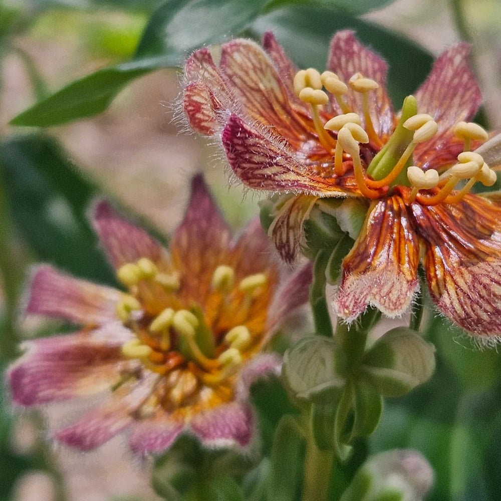 Close up of rusty foxglove
