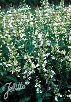 Salvia officinalis f. albiflora (culinary sage)