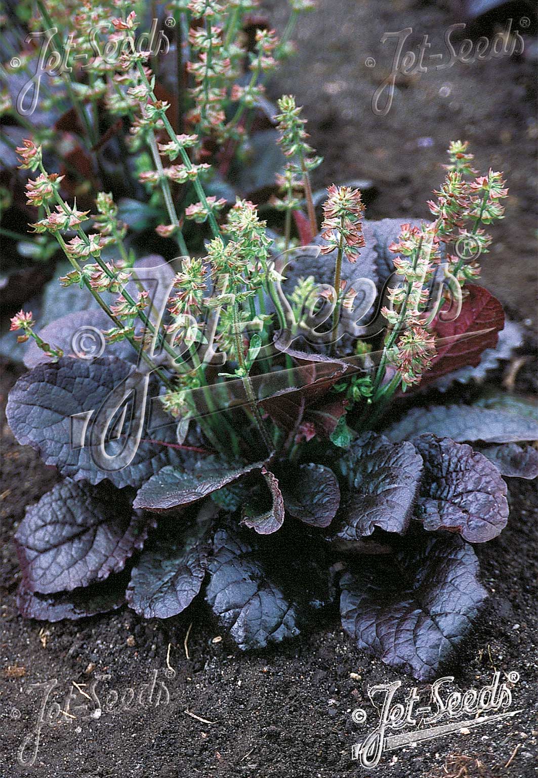 Close-up of a plant with purple leaves and green stems on a dark background. Salvia lyrata &