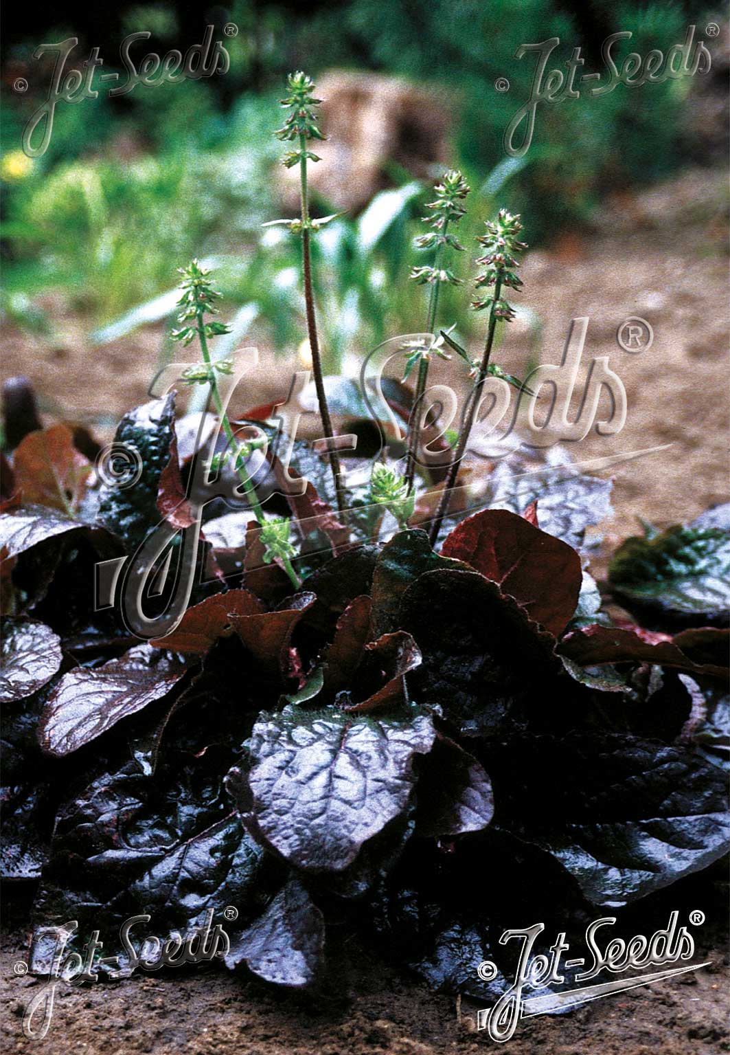 A burgundy-leafed Salvia lyrata &