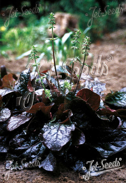 A burgundy-leafed Salvia lyrata &