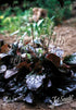 A burgundy-leafed Salvia lyrata &
