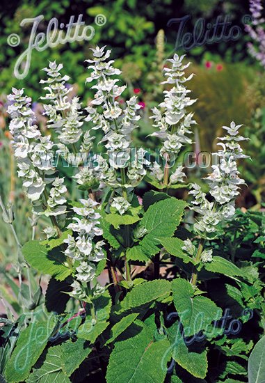 Salvia sclarea var. turkestanica &