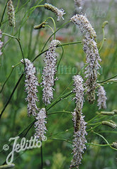 Sanguisorba parviflora (white Japanese burnet)