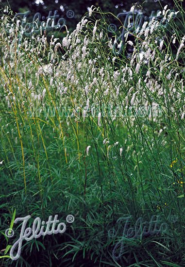 Sanguisorba parviflora (white Japanese burnet)