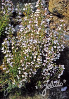 Satureja montana var. citriodora | lemon winter savory in bloom