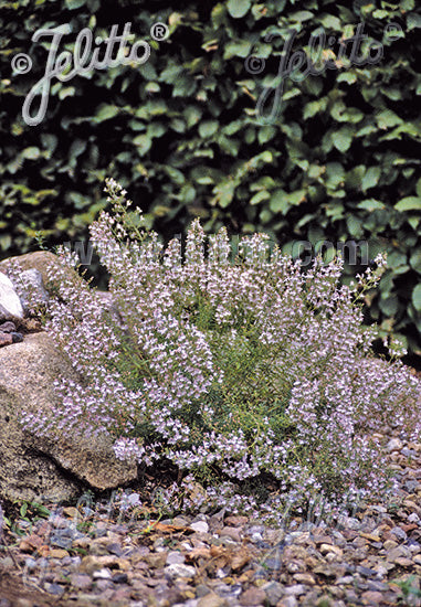 Satureja montana var. citriodora | lemon winter savory in rocky location