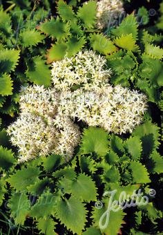 Sedum populifolium*