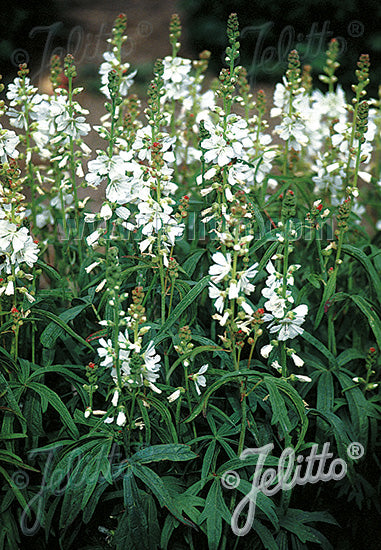 Sidalcea candida &