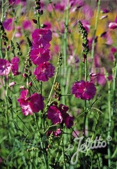 Sidalcea Malviflora-Hybr. &