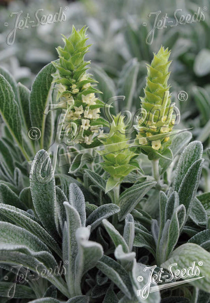 Close-up of a Sideritis scardica, commonly known as Greek mountain tea, plant with green leaves and small yellow flowers.