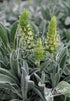 Close-up of a Sideritis scardica, commonly known as Greek mountain tea, plant with green leaves and small yellow flowers.