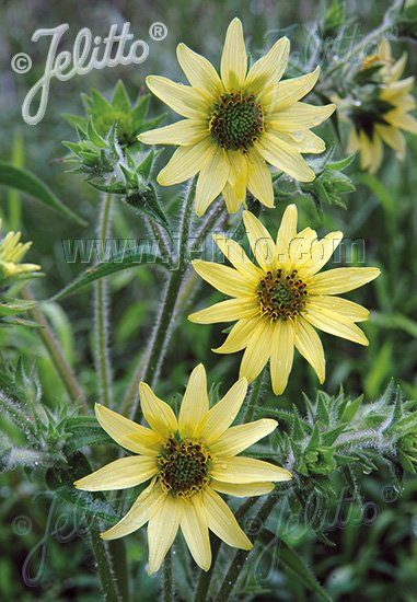 Silphium mohrii (Mohr&