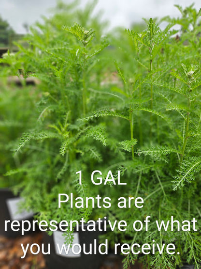 sale size plant in pot