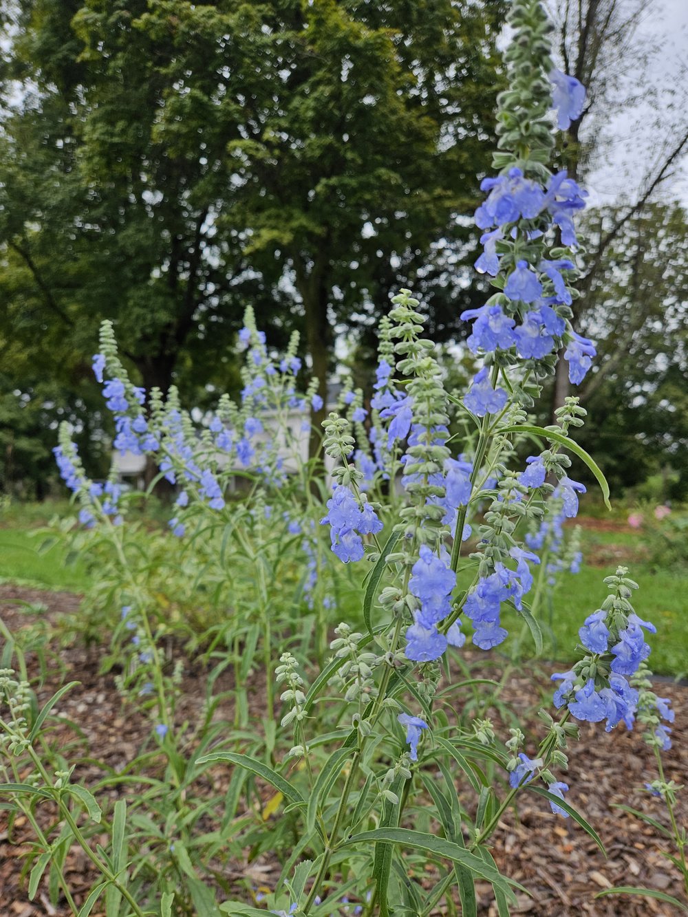 Salvia azurea (blue pitcher sage) in the garden