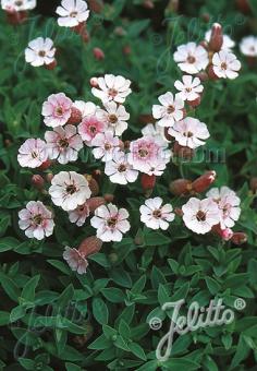 Silene uniflora 'Compacta'