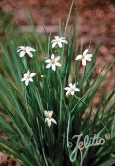 Sisyrinchium angustifolium f. album (narrowleaf blue eyed grass)