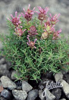 blooming thyme