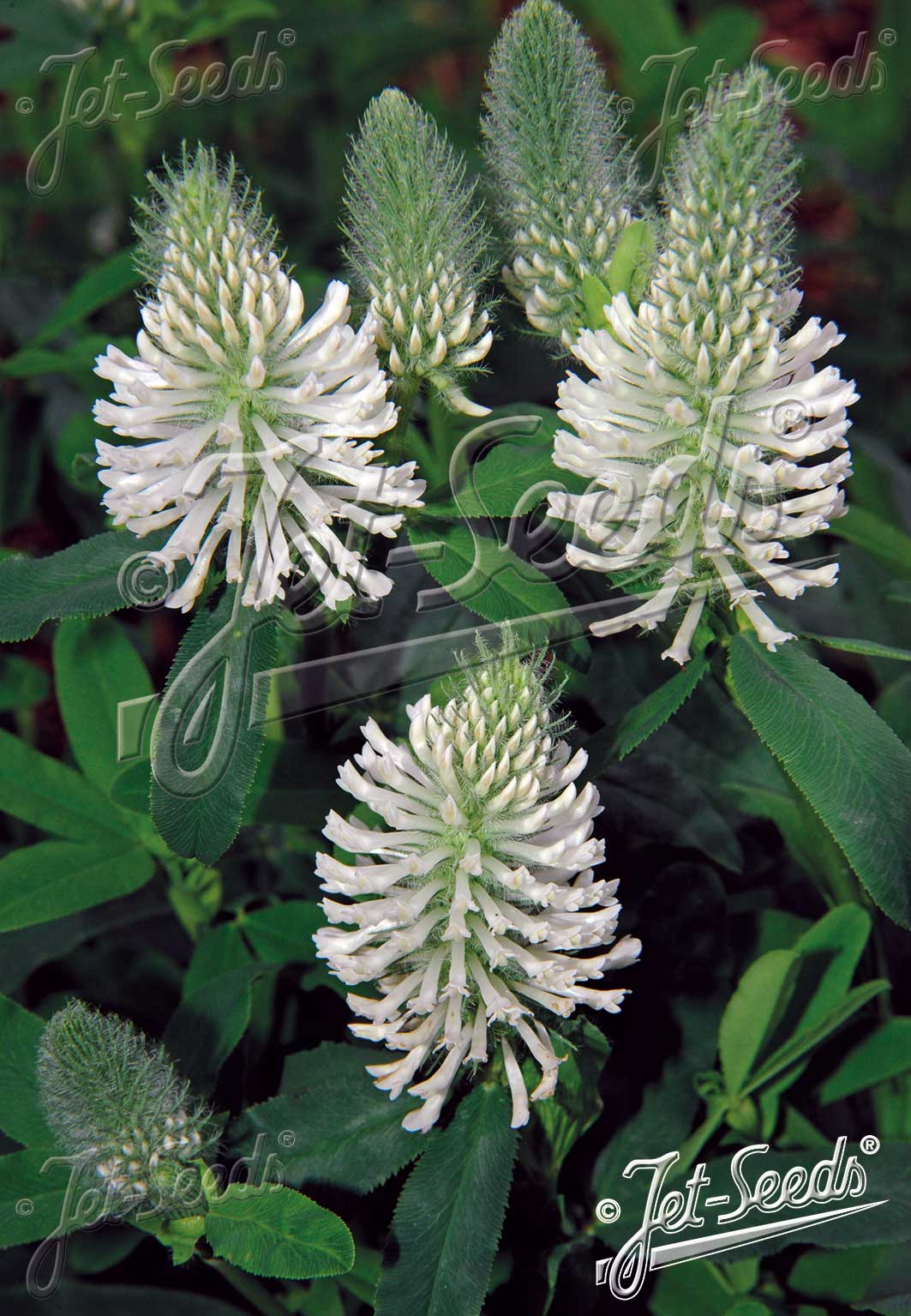 White clover flowers with green leaves on a blurred background