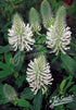White clover flowers with green leaves on a blurred background
