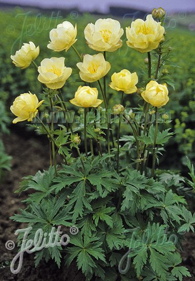 Trollius x cultorum &